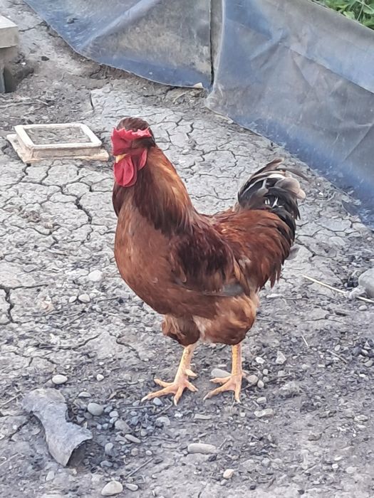 Kogut czubatki staropolskiej