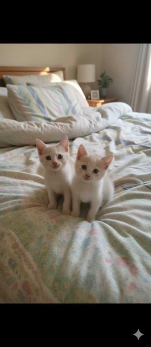 Прекрасні кошенята, кремові персики котики