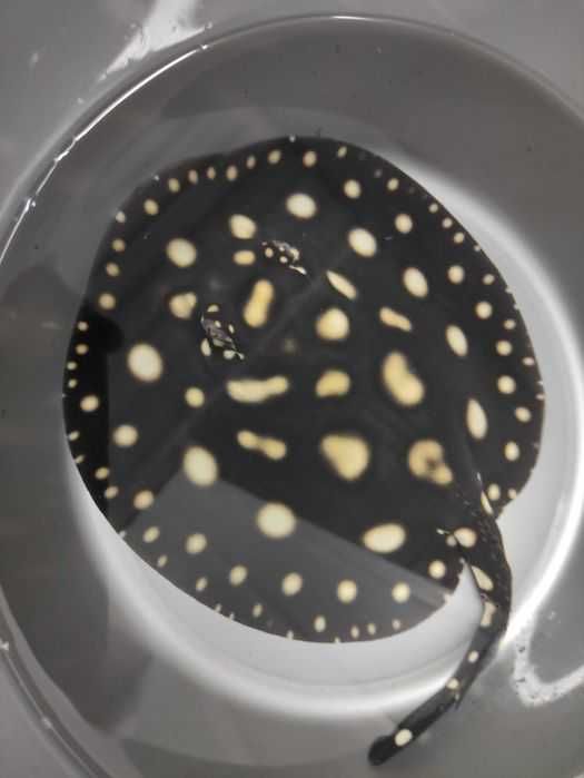 Пресноводные скаты Leopoldi Black Diamond!  2 самца + 2 самки