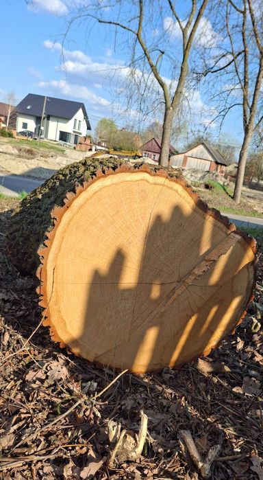 Drewno gałąź dąb 3.20 m srednica 63 cm