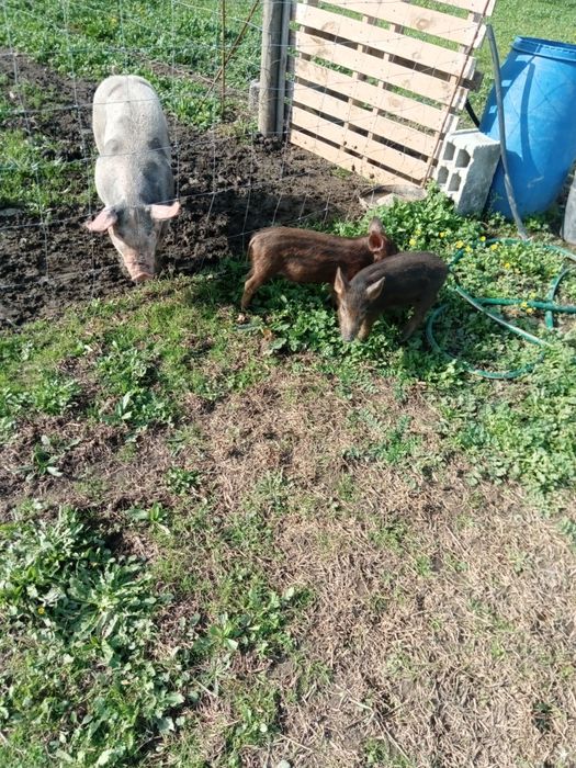 Vendo porco ao KL valor 4.50€