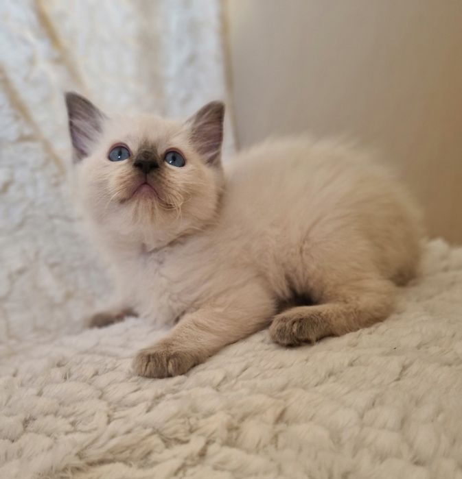 Śliczny kocurek ragdoll