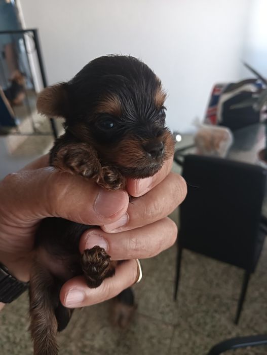 Mini Yorkshire Terrier. Toy