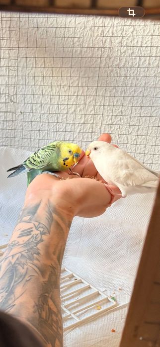 Periquitos australianos