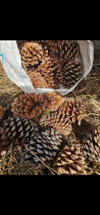 Sacos de pinhas (novas)