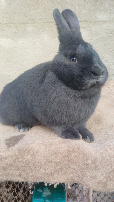 Самка Віденьська голуба