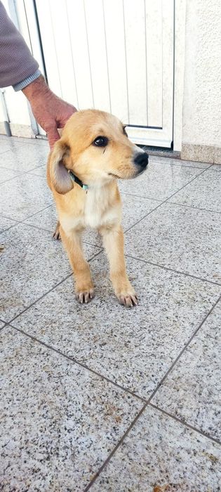 Caezinhos com 3 mesinhos para adopção