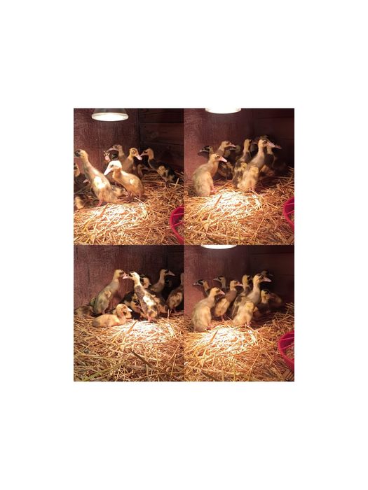 kurki kaczki gęsi przepiórki