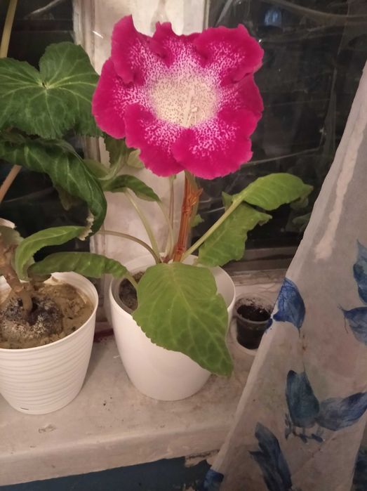 Глоксиния , фикус , колеус , каланхое и комнатные цветы