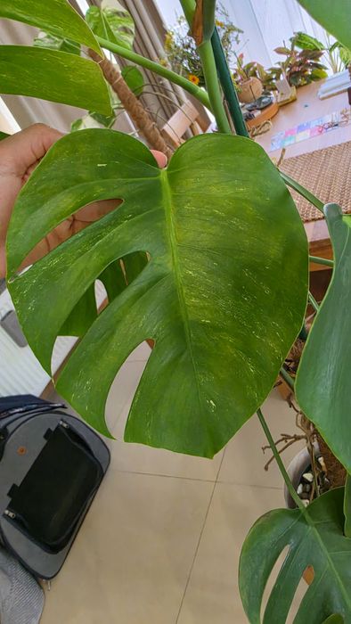 Monstera variegata