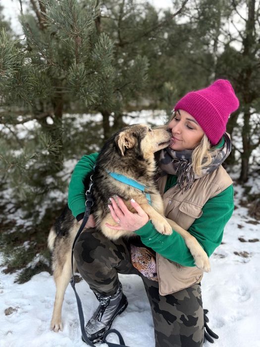 Bryś - kundelek w typie husky do adopcji ze schroniska