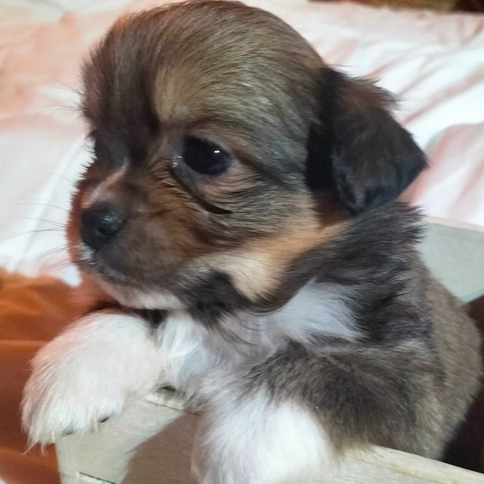 Pequenez fêmea linda