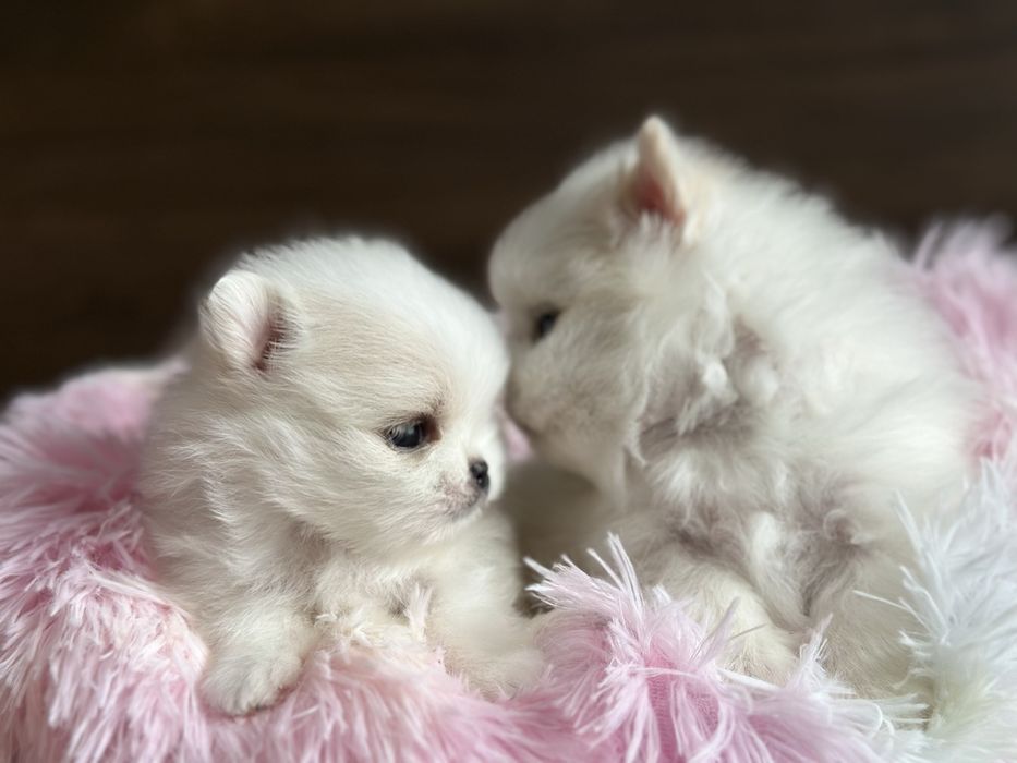 POMERANIAN szpic miniaturowy mini miś :)