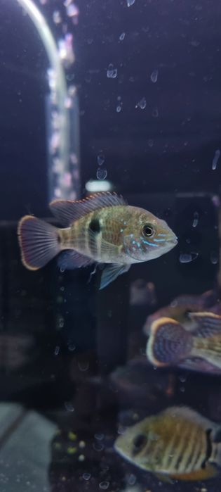 Akara pomaranczowopletwa