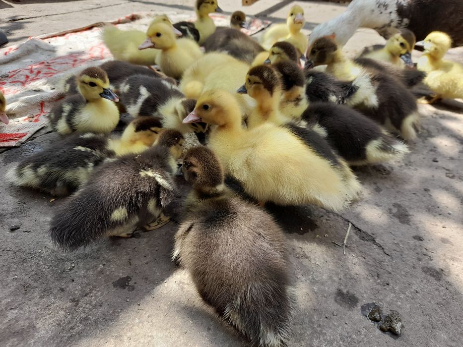 Продам індокаченят