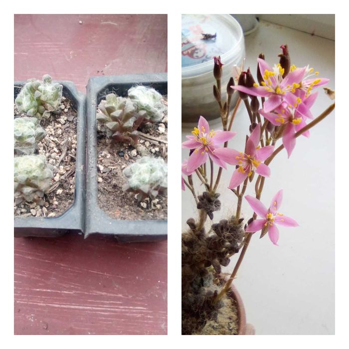 Продам излишки коллекции суккулентов. Анакампсерос и алое