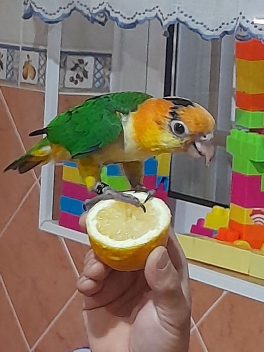 Marianinhas  canelas 2  fêmeas  1 macho