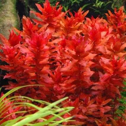 Rotala macrandra koszyk
