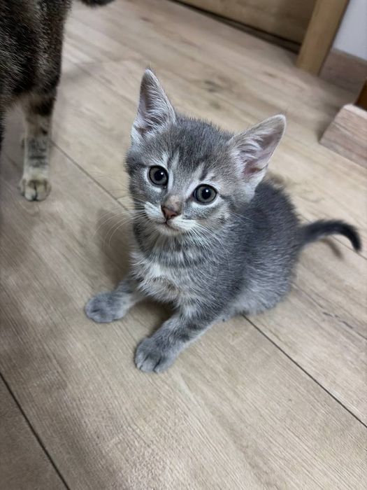 кошенята в люблячу родину