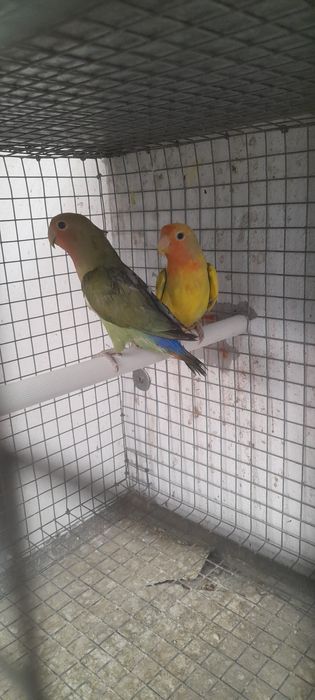 Casais de agapórnis