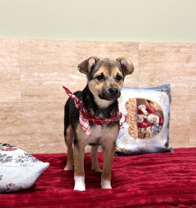 Маленький щенок бесплатно