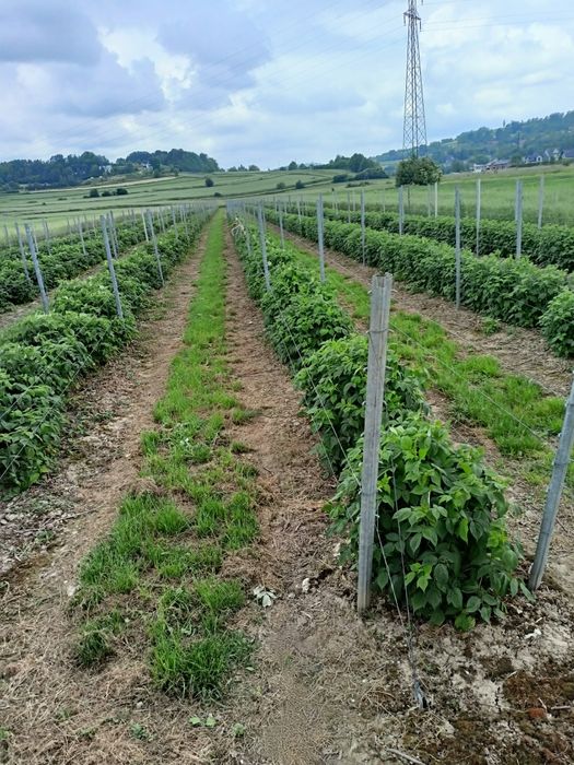 Sprzedam sadzonki malin.