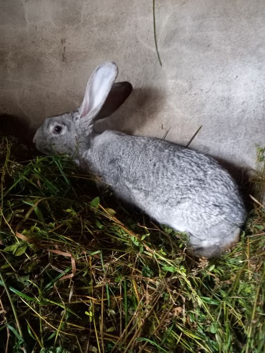 Продам кролі європейська шиншила. Є самці та самки.