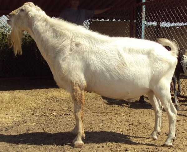 Цапи (козли) Ламанчі чистокровні, 1,5-2 роки, великі на держання, мясо