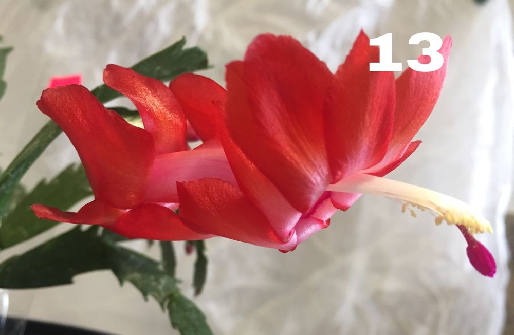 Шлюмбергера червона