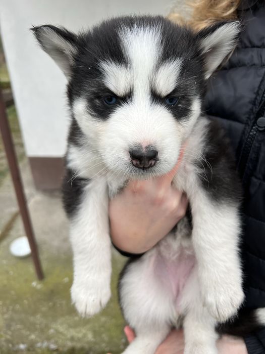 Szczeniaki Husky