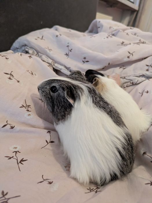 młode małe świnki morskie samczyki samce świnka morska samiec