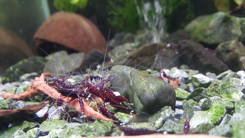 Krewetki Sulawesi - Caridina Dennerli (kardynałki)