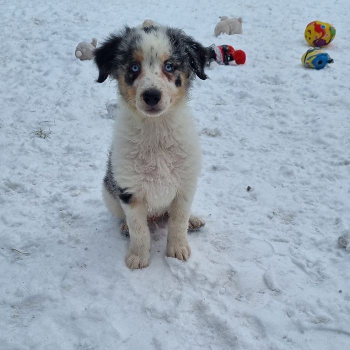 Border Collie piesek blue merle tricolor