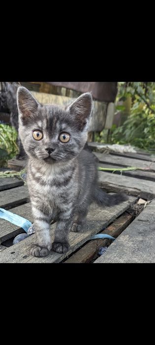 Кошенята кіт і кішка