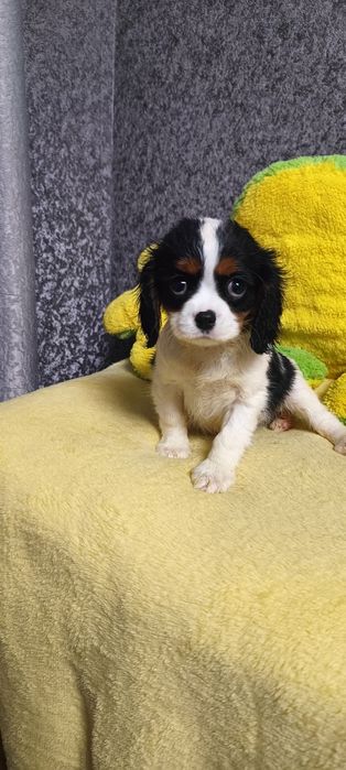 Кукольная девочка кавалер кинг чарль-спаниель