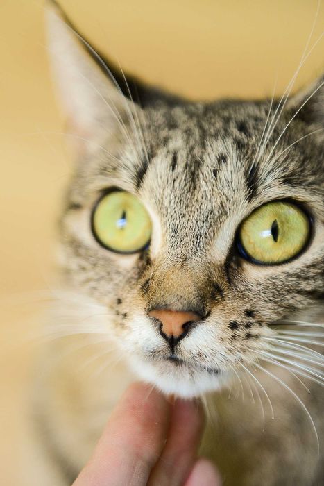 młoda kotka Jolie - preferowana adopcja w dwupaku z Arielką