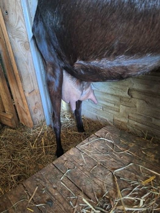 Dwie młode kózki z siódmego czerwca, naturalnie bezrożna
