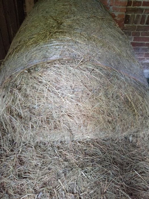 Sprzedam siano tegoroczne