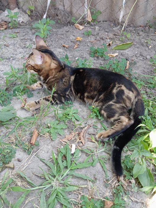 Бенгальские котята бенгалы кошки