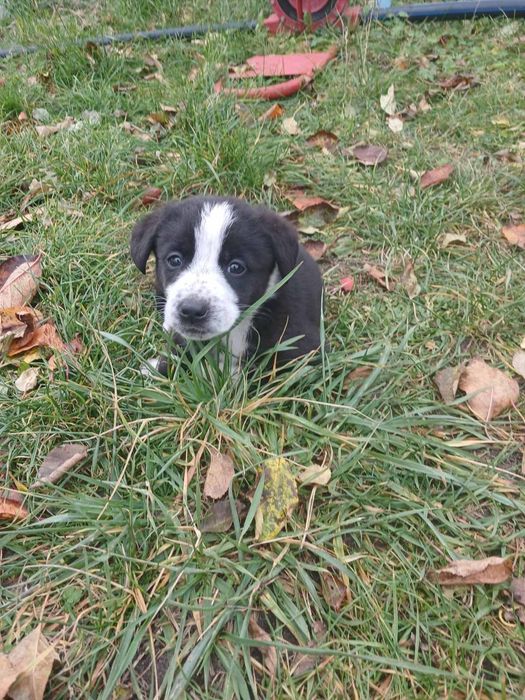 Віддам собачок в добрі рукі