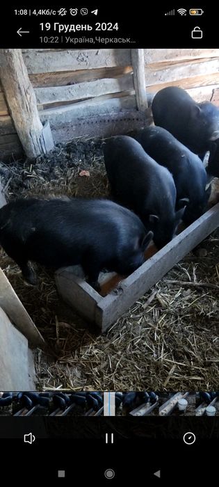 В'єтнамські поросятка(сікачі))