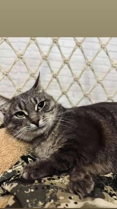 Отдам серую вискасную кошку, 1,5 года, стерилизована