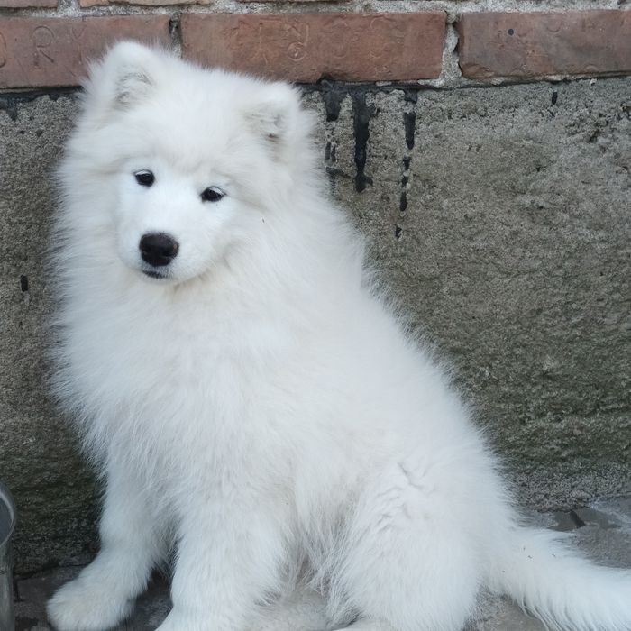 SAMOYED szczenię