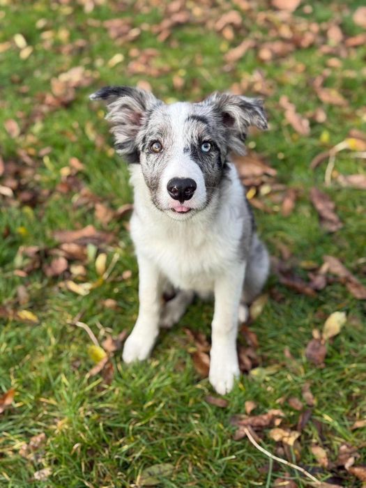 Szczenie pies Border Collie