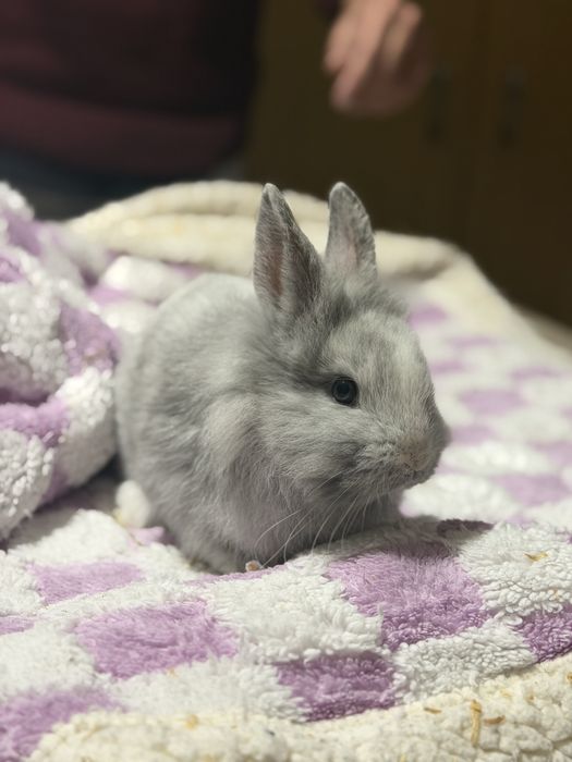 Coelhos Anões Para Venda