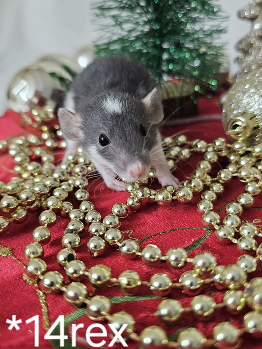 Szczur szczury szczurki