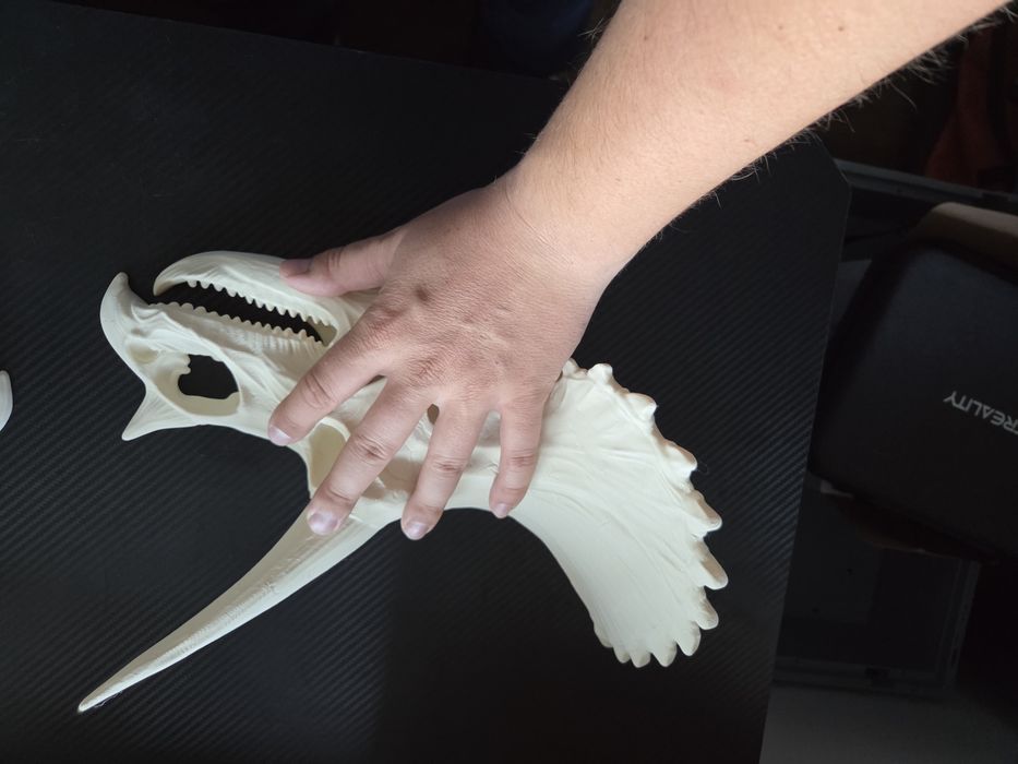 MEGA realistyczna CZASZKA TRICERATOPSA 3D 35cm – HIT!