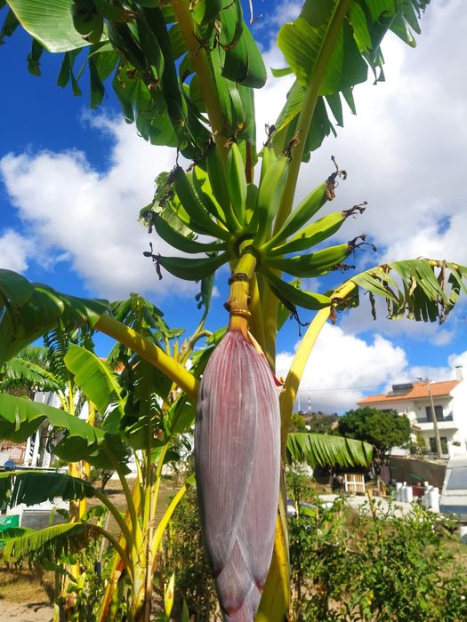 Bananeiras envasadas vários tamanhos