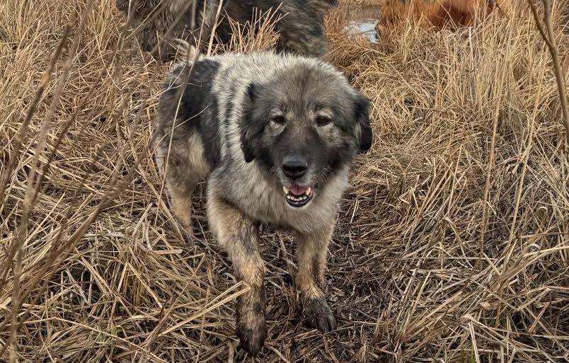 Suczka owczarka Kraskiego szuka domu