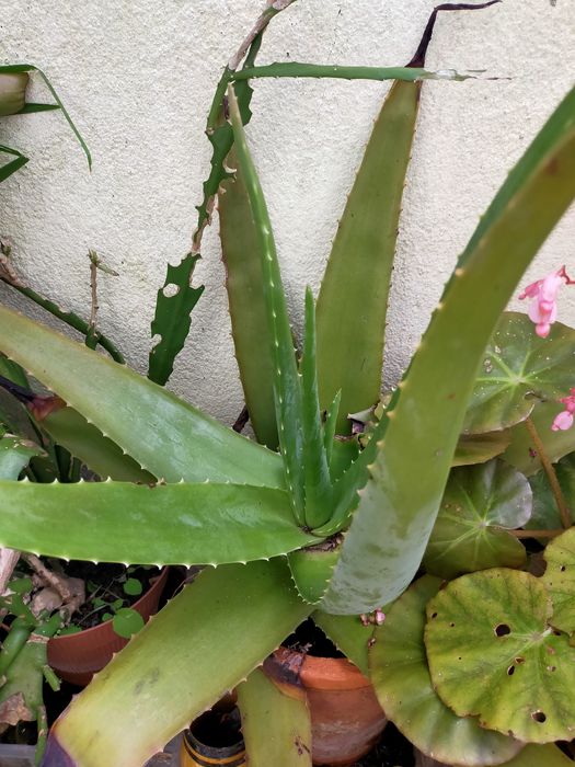 Cato aloé vera planta biológica